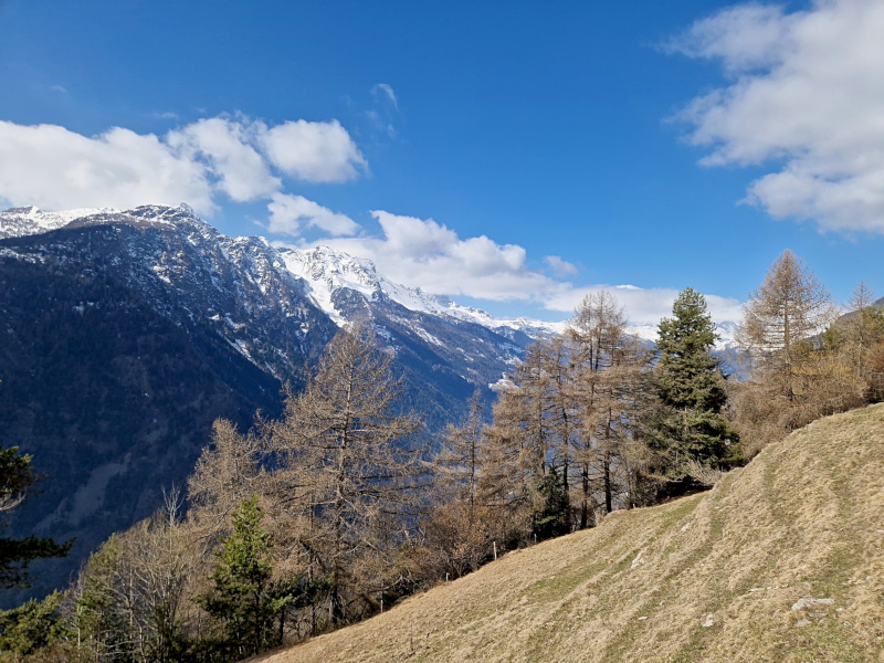 Tirano